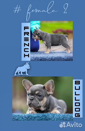 Франзуский бульдог
