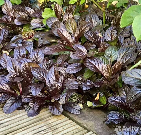 Многолетние садовые растения