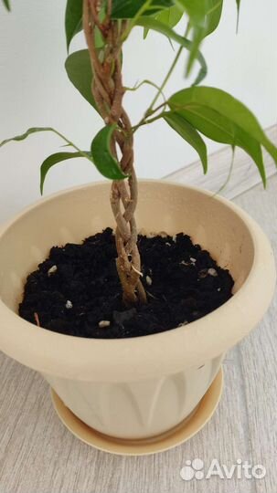 Комнатные растения цветы филейка