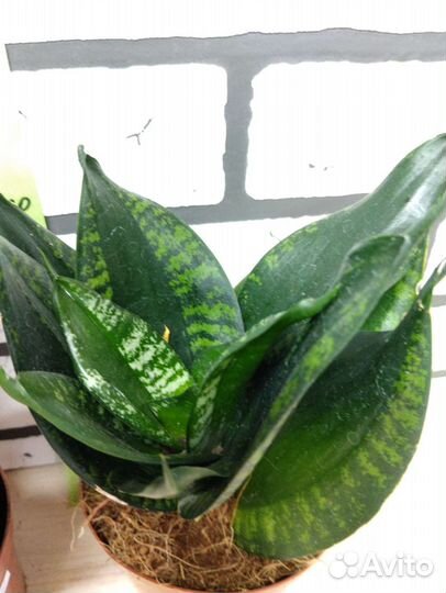 Сансевиерия сортовая 1