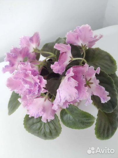 Фиалка сортовая, Стрептокарпус, Оксалис