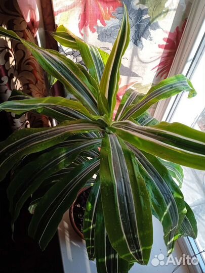 Комнатные цветы