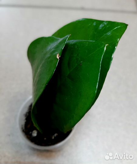 Замиокулькас (долларовое дерево). Комнатные цветы