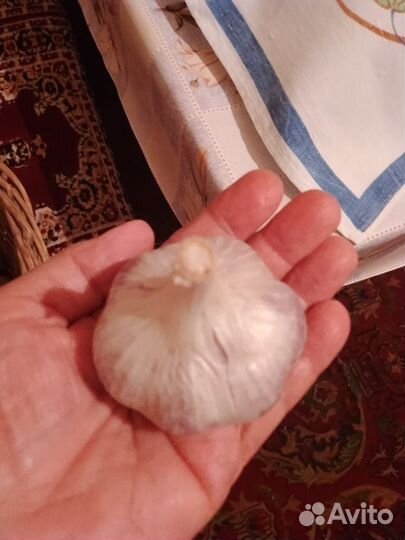 Чеснок