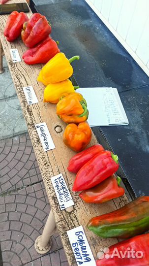 Перец палермо семена