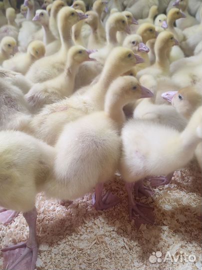 Гуси линда 14 дней