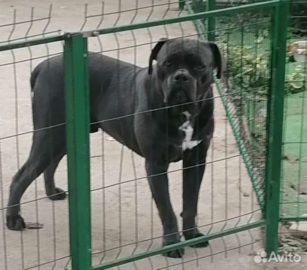 Кане Корсо вязка