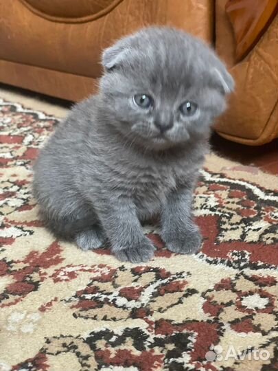 Британские котята