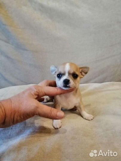 Щенки чихуахуа РКФ