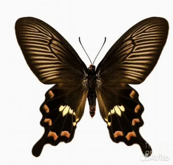 Бабочки в рамке Пахлиопта Антисса