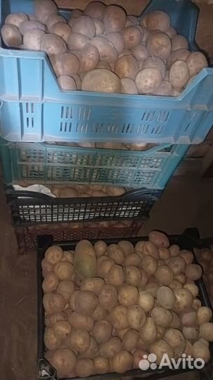 Семенной картофель