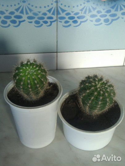 Саженцы цветов