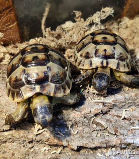 Черепаха сухопутная