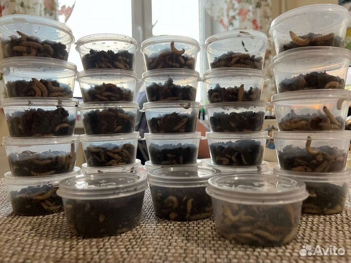 Наживка для рыбалки (личинка восковой моли)