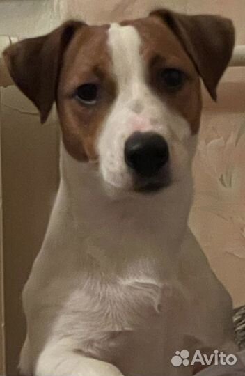 Вязка Джек Рассел терьер