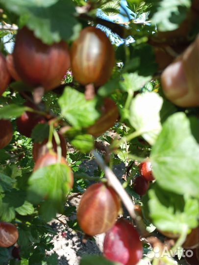 Кусты крыжовника