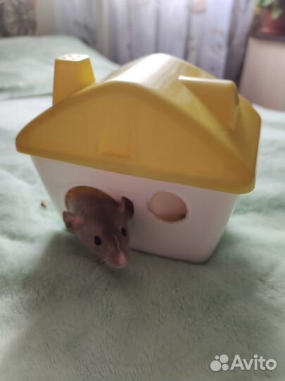 Крыса дамбо