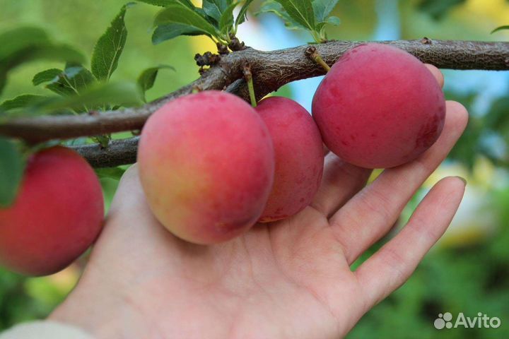 Алыча Путешественница