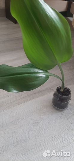 Эухарис амазонская лилия