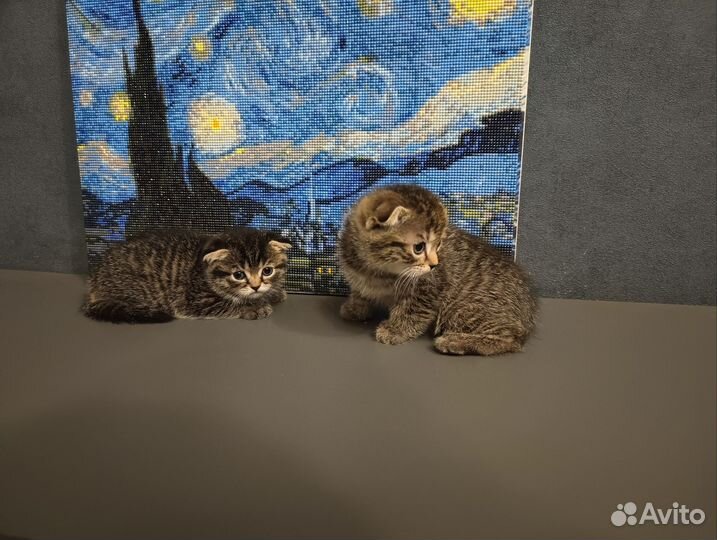 Вислоухие котята