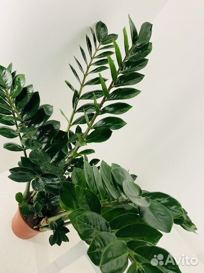 Замиокулькас D21 см H110 Долларовое дерево