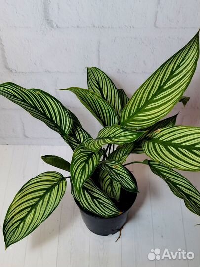 Калатея Орната Эллиптика Витата