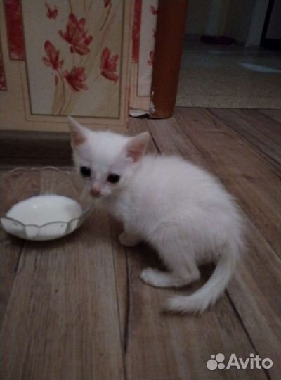 Белый котенок бесплатно
