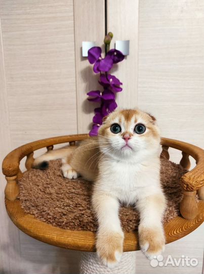 Скоттиш фолд мальчик - золотая шиншилла NY 12