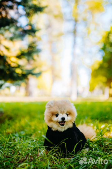 Одежда для собак толстовка