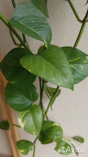 Эпипремнум 4 вида