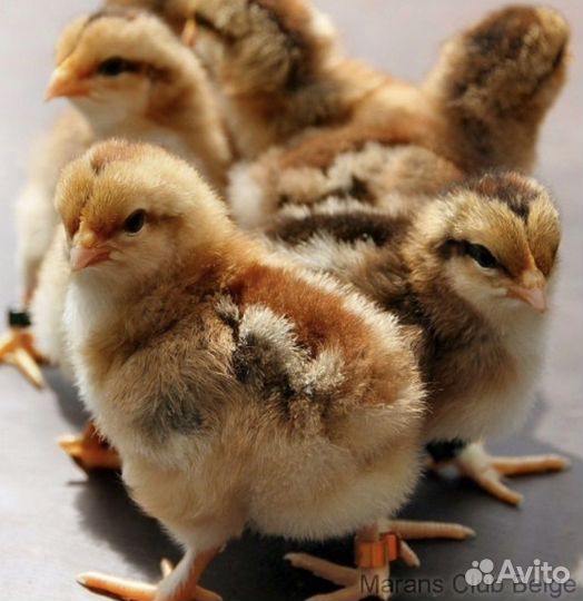 Цыплята Кучинская Юбилейная