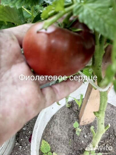 Семена томата гном Фиолетовое сердце