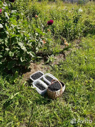 Черника, Грибы белые, боровики