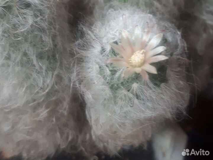 Мамилярия пушистая
