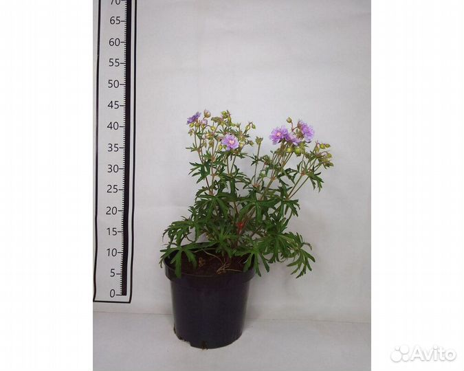 Герань луговая Summer Skies