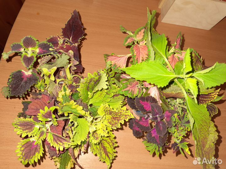 Черенки колеуса