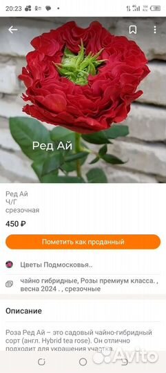 Саженцы роз