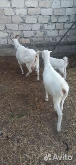 Коза дойная