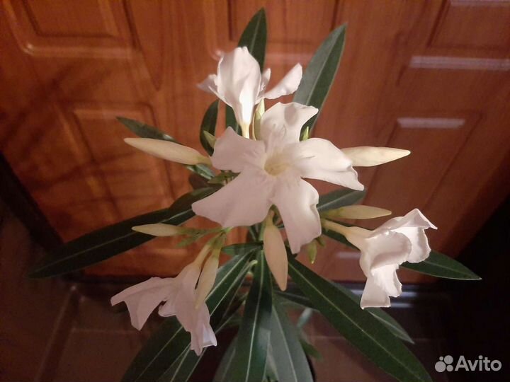 Олеандр белый