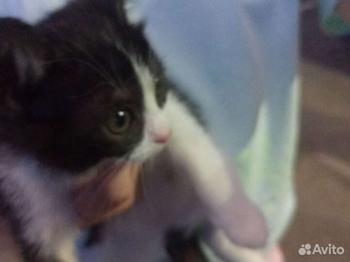 Котёнка в добрые руки