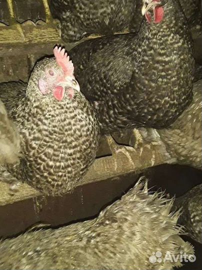 Инкубационное яйцо плимутрок