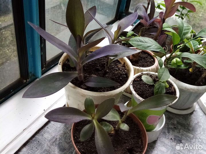 Традесканция