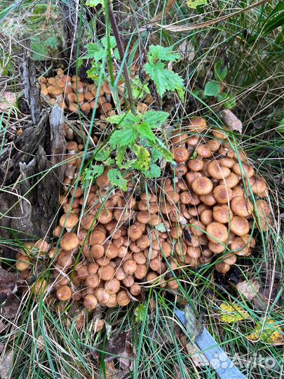 Грибы опята свежие