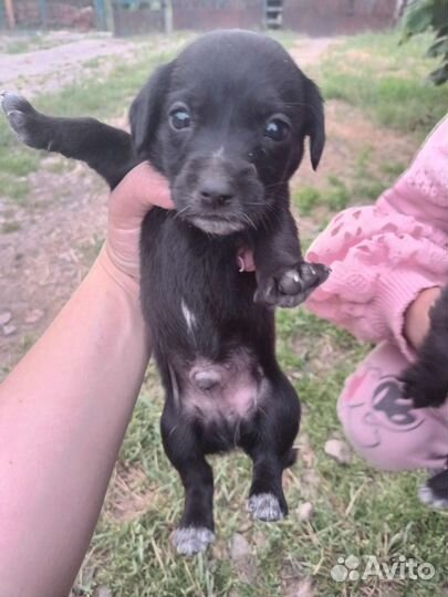 Щенки в добрые руки