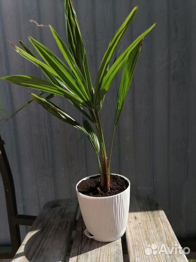 Пальма трахикарпус форчуна