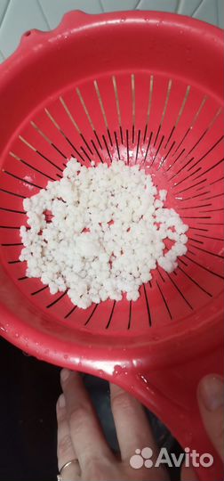 Кефирный тибетский молочный гриб