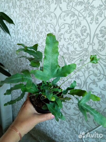 Папоротник домашний