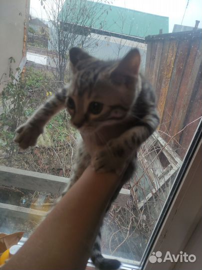 Котята бенгальские