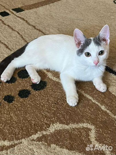 Кошка в дар