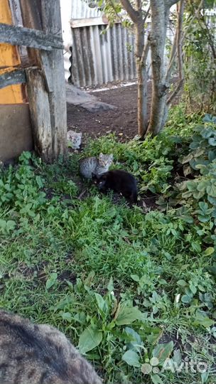 Котята в добрые руки бесплатно